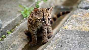 CORPOURABA recibió un ocelote juvenil en el municipio de Dabeiba.