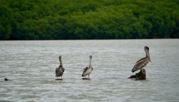 CORPOURABA refuerza la siembra de mangle en Puerto César para garantizar su sostenibilidad.