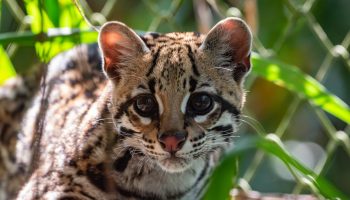 CORPOURABA y Área Metropolitana liberan ocelote en bosque estratégico de Urabá.