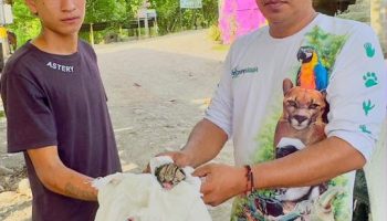 Cría de felino silvestre ingresó al Hogar de Paso de Fauna Silvestre de CORPOURABA.
