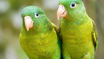 Uno de cada diez animales que ingresa al Hogar de Paso de Fauna Silvestre de CORPOURABA es un Perico Bronceado.