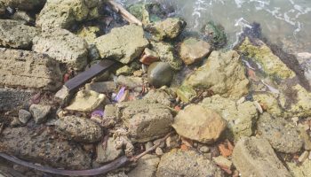 CORPOURABA EMITE ALERTA PREVENTIVA POR PRESENCIA DE FRAGATA PORTUGUESA EN PLAYAS DE NECOCLÍ.